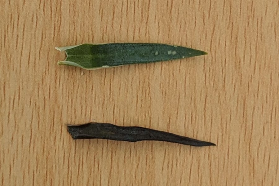 dos hojas, una más oscura que la otra