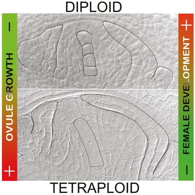 Hétérochronie du développement reproducteur parmi les cytotypes de P. rufum