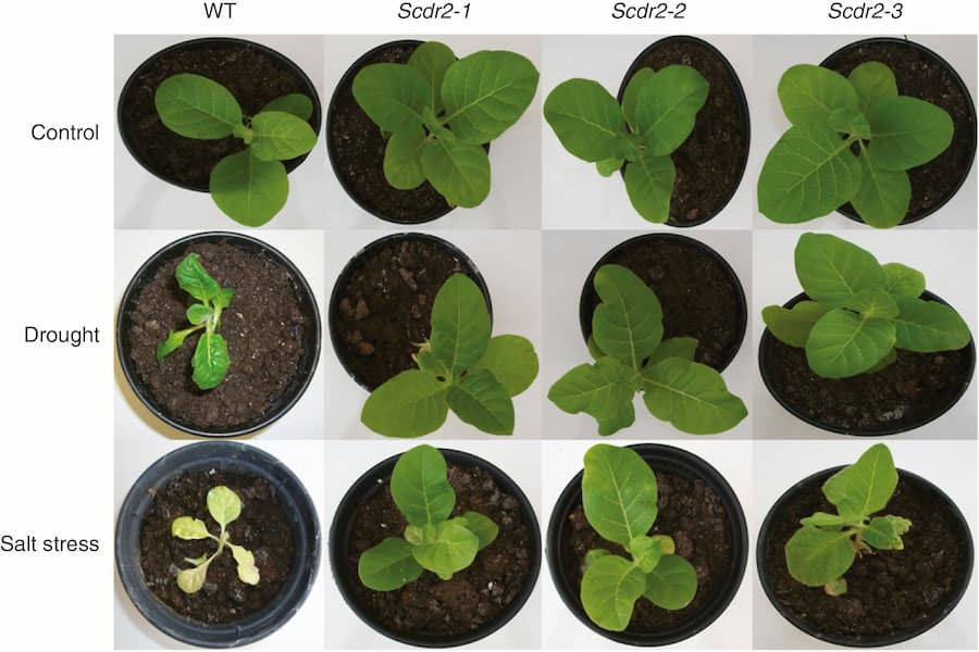 Améliorer la résistance de la canne à sucre à la salinité et à la sécheresse