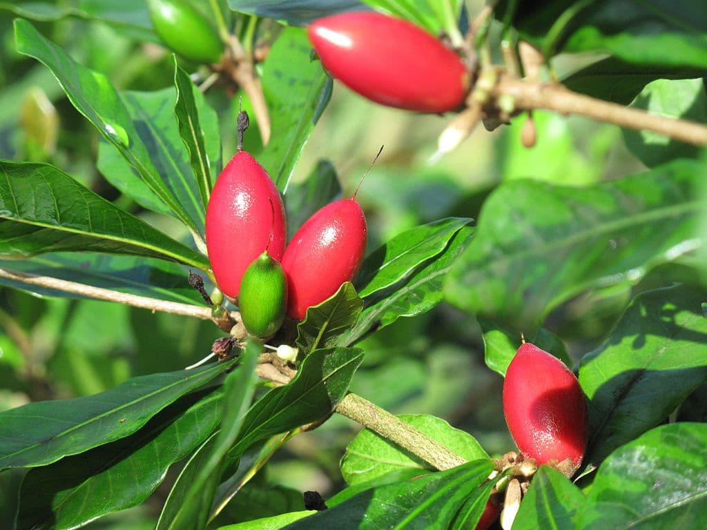 Miraculin: The Miracle in Miracle Fruit
