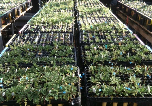 Diferenciación funcional paralela de una planta anual invasora en dos continentes