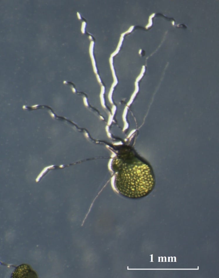 Une bactérie du sol altère la détermination du sexe et le développement des rhizoïdes chez les gamétophytes de la fougère Ceratopteris richardii