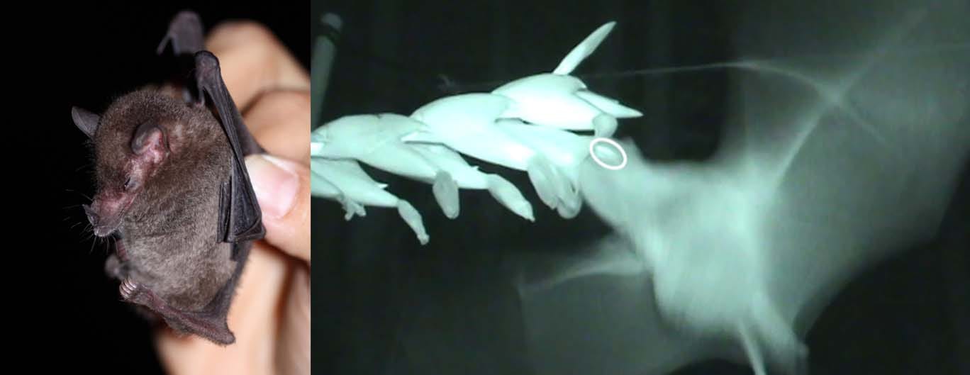 Murciélago nectarívoro capturado durante este estudio