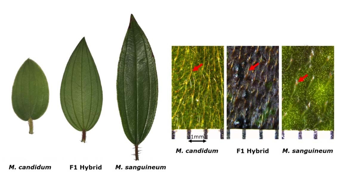 Adaptación diferencial y diversificación de especies entre dos especies de Melastoma y su híbrido F1