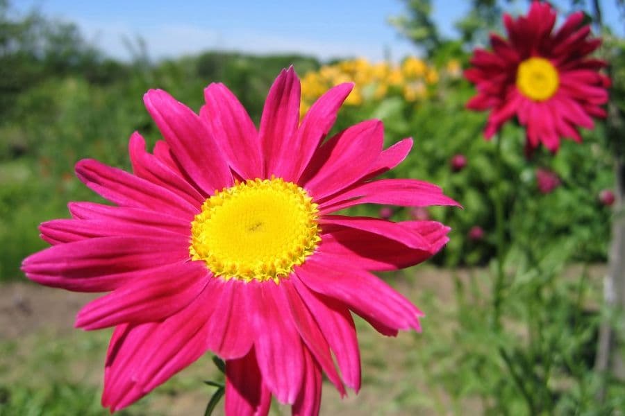 El mimetismo de Pyrethrum da a las flores una doble defensa