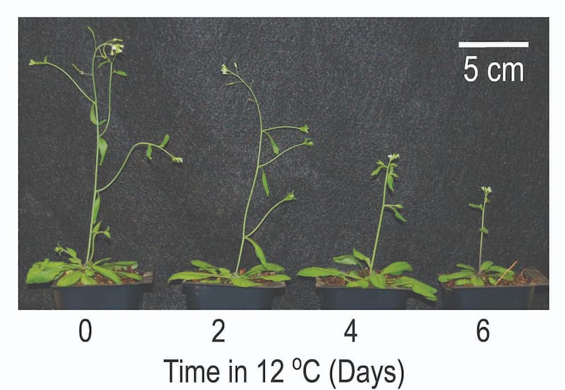 Un modelo explicativo de la influencia de la temperatura en la floración a través de la acumulación de FT en toda la planta
