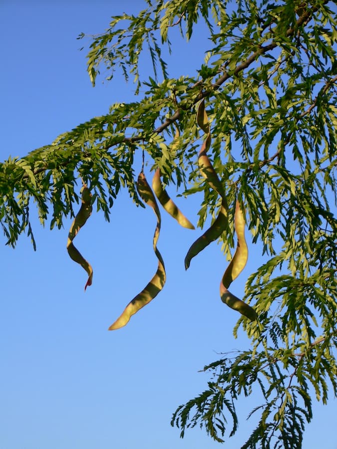 Comment Gleditsia triacanthos envahit les biomes