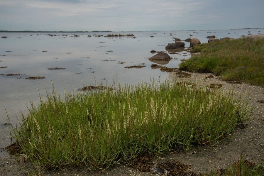 ¿Cómo reacciona Spartina alterniflora a la exposición prolongada a las olas?