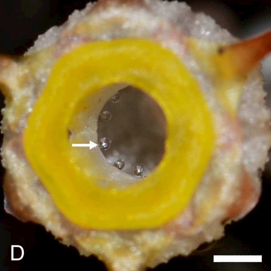 Gouttes à l'intérieur d'une fleur de Thismia