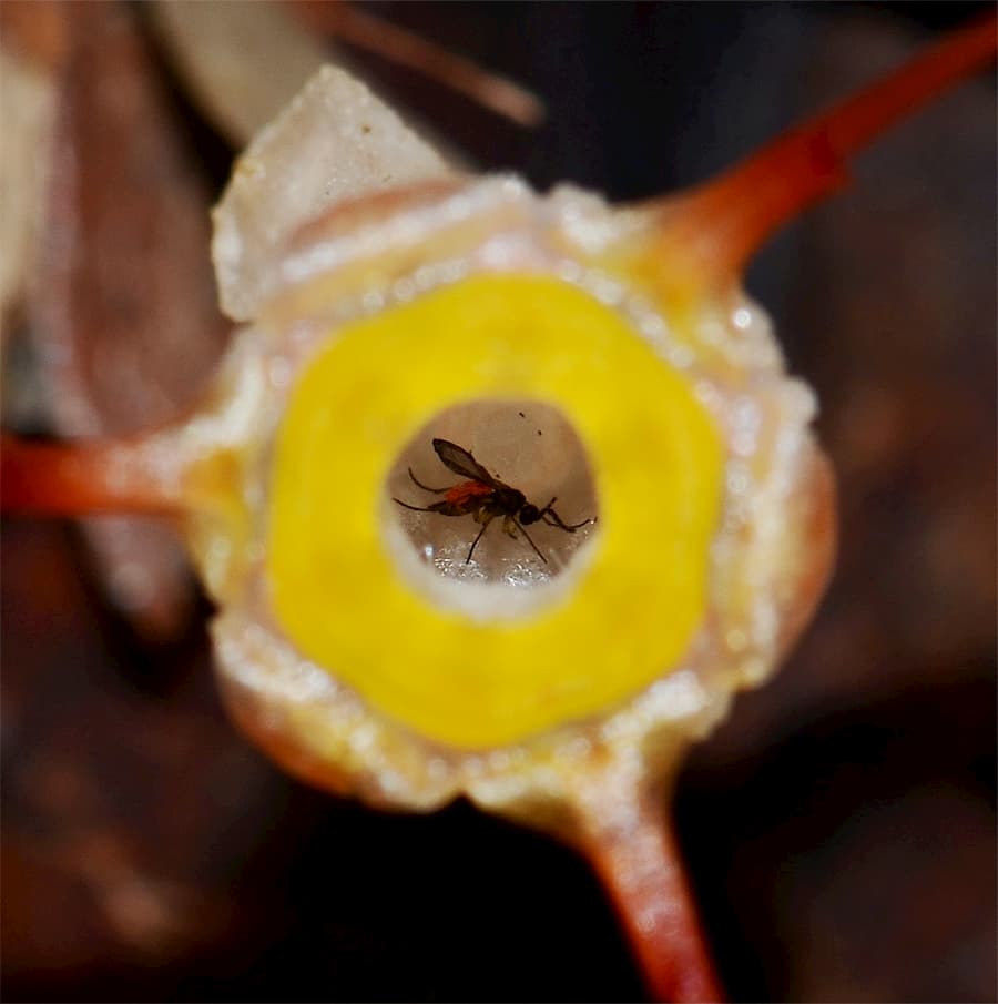 Thismie et son nombre inhabituel de relations spécialisées.