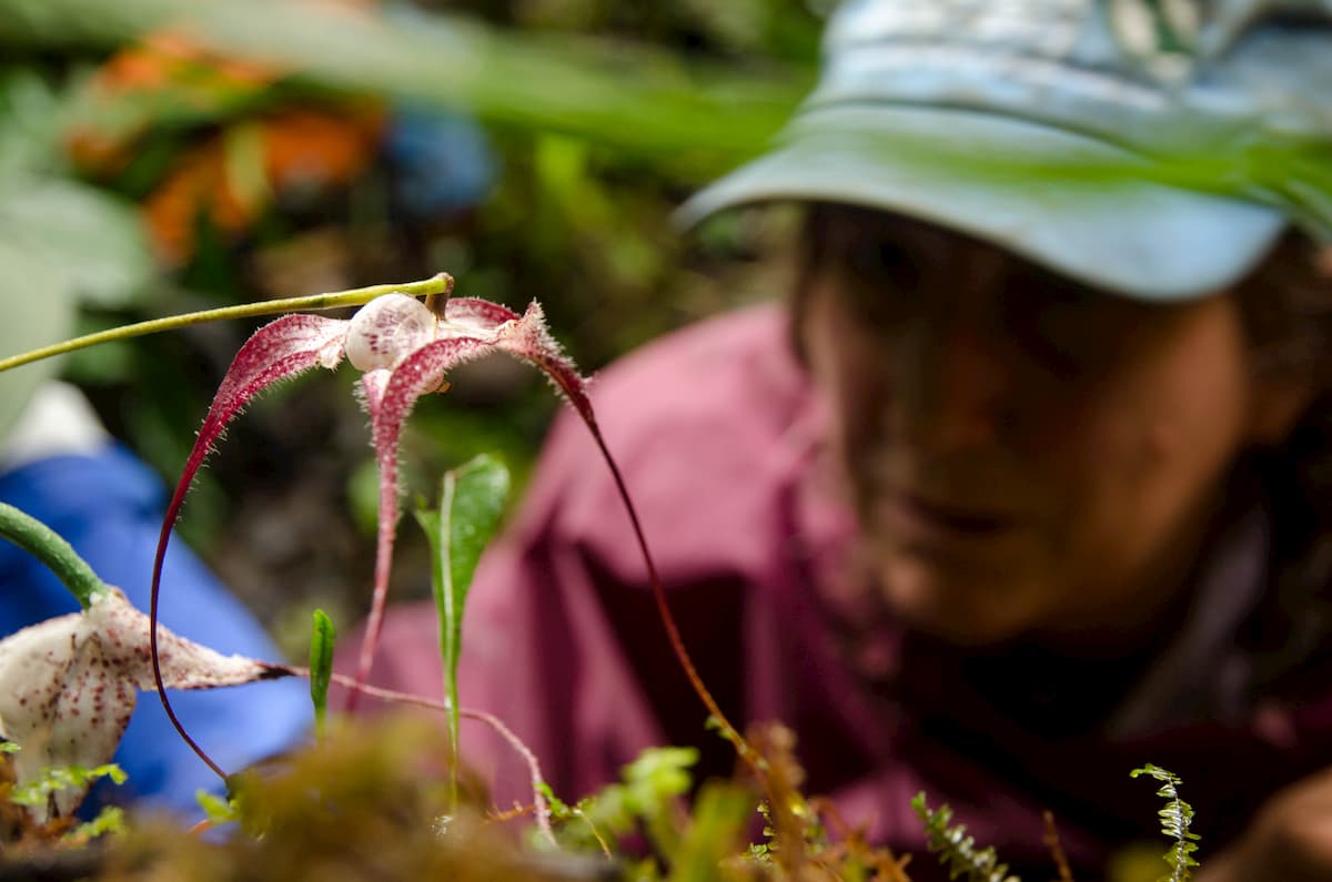 Cómo las orquídeas Drácula atraen a las moscas para la polinización