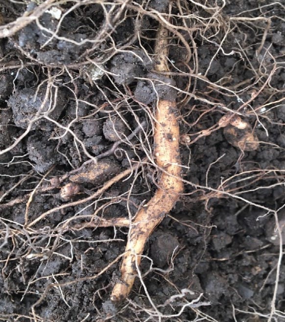 Competencia entre la leguminosa autóctona Vachellia sieberiana y la introducida Chromolaena odorata en el ambiente de sabana