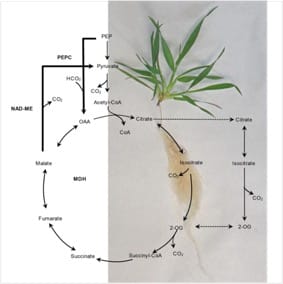 La pertinence de Brachypodium distachyon pour l'étude du stress ammoniacal chez les céréales