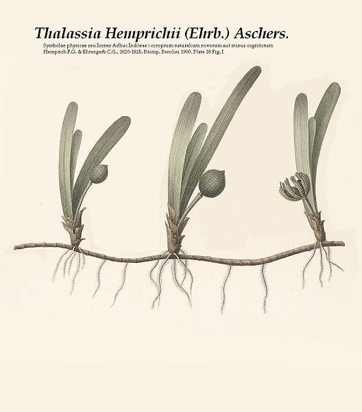 1er plato: Seagrass ****