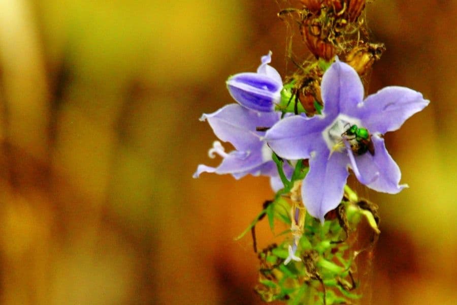 El papel de la preferencia de los polinizadores para mantener la variación del color del polen