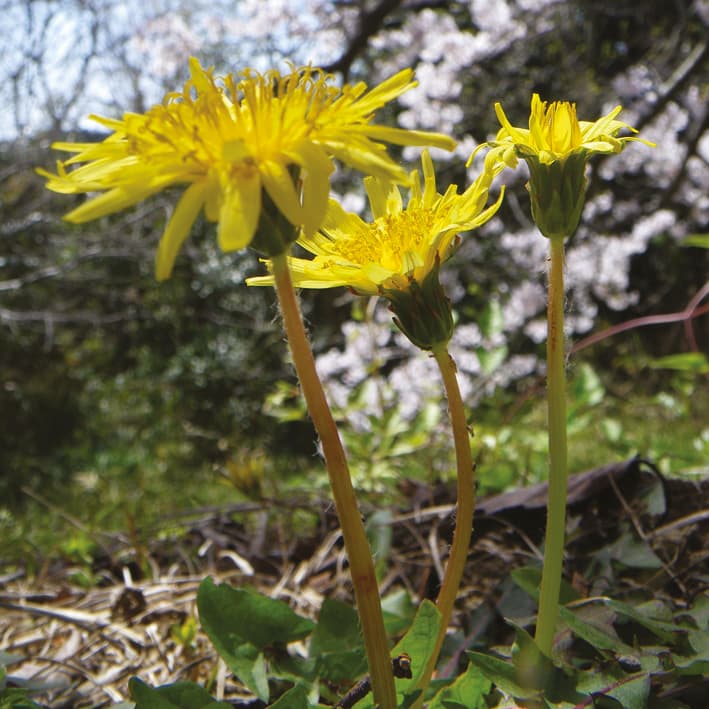 Mécanismes d'interférence reproductive chez Taraxacum