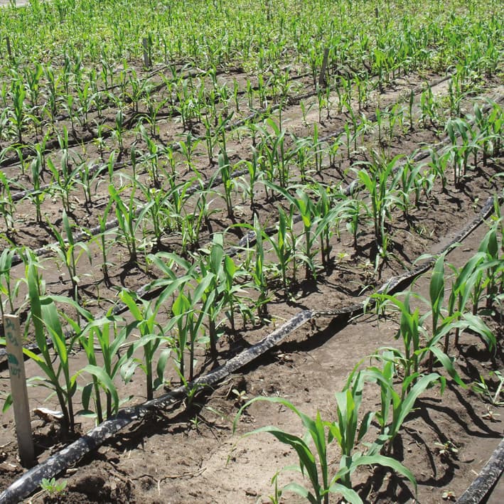 Rouge&nbsp;: les photorécepteurs rouge lointain du maïs déterminent la croissance des plantes et le rendement en grains