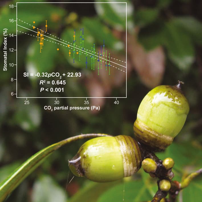 Una correlación inversa de frecuencia estomática-pCO2 para Quercus glauca