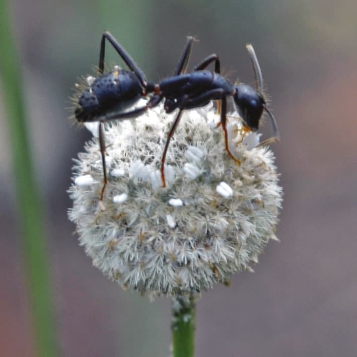Polinización de hormigas en la sabana brasileña