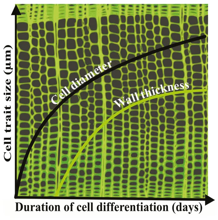Relation entre la durée de la différenciation cellulaire et les traits du xylème