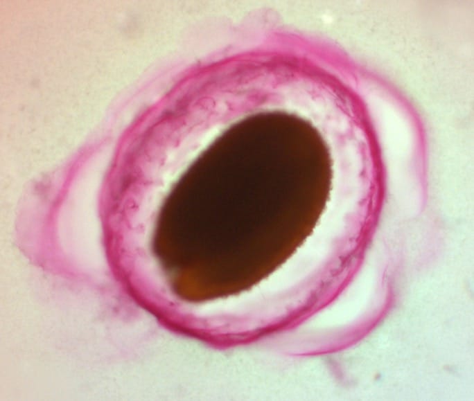 Composition et propriétés physico-chimiques du mucilage externe des graines des accessions naturelles d'Arabidopsis