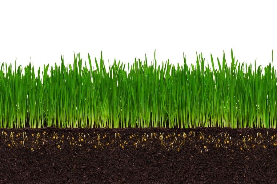 Cebado de la rizosfera de líneas de trigo isogénicas que varían en la salida de citrato