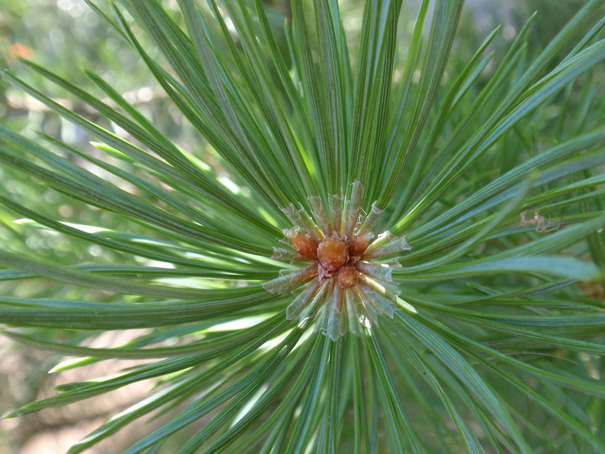 Assèchement des défenses : la sécheresse réduit le système de défense des arbres