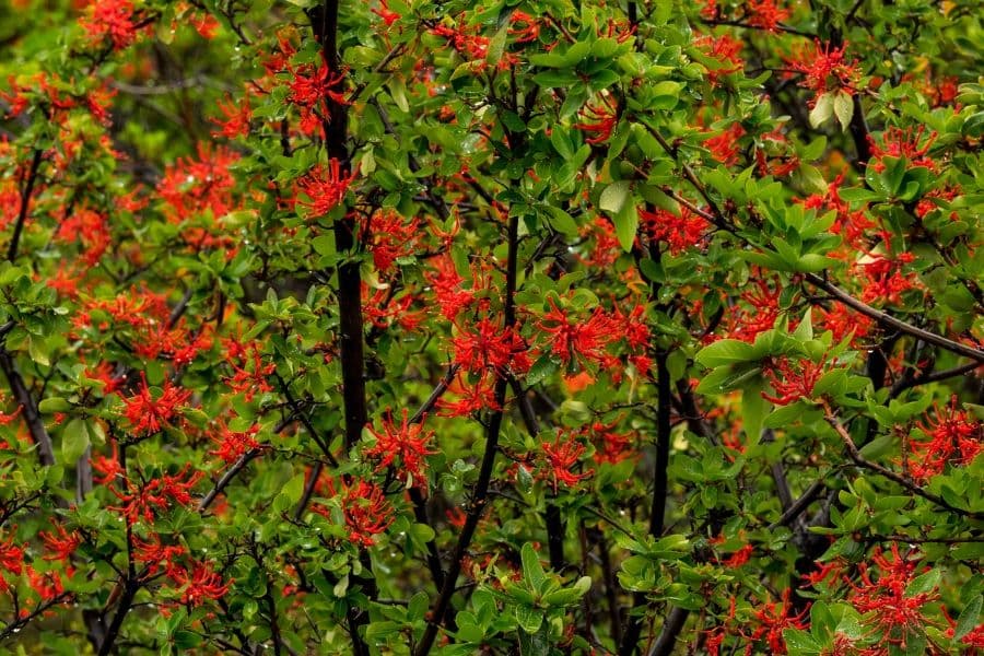 Una planta que se cree que ayuda a Nothofagus puede estar superándola
