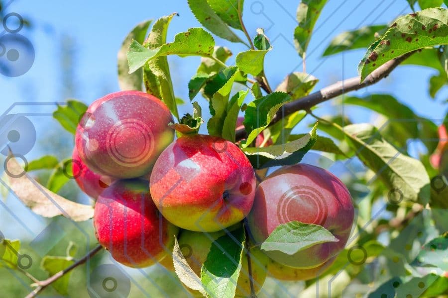 Présentation de MuSCA, le modèle d'allocation carbone multi-échelles