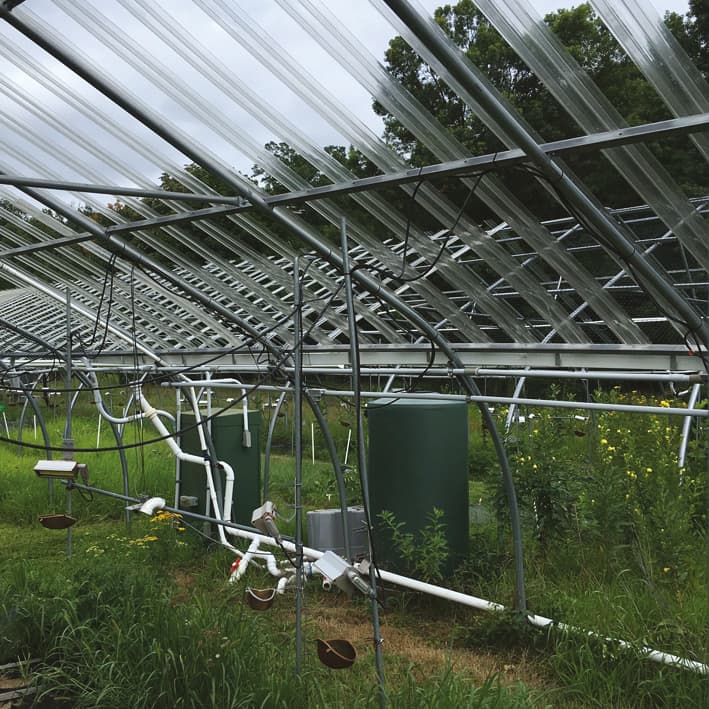 Effets interactifs de la sécheresse prolongée et du réchauffement sur la croissance et la chimie des plantes