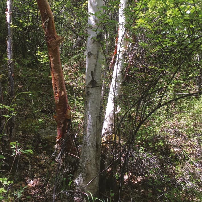 Estructura poblacional de Betula albosinensis y B. platyphylla