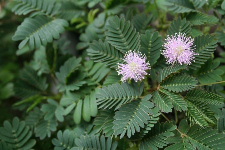 What a plant learns. The curious case of Mimosa pudica.