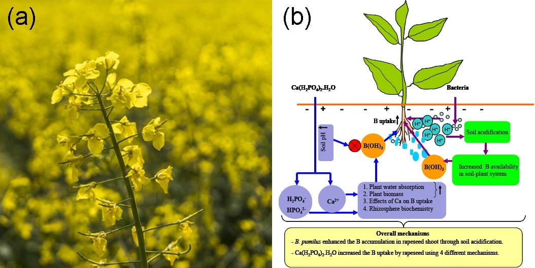Bacillus pumilus aumenta la absorción de boro e inhibe el crecimiento de colza bajo el suministro de boro independientemente de la fertilización con fósforo