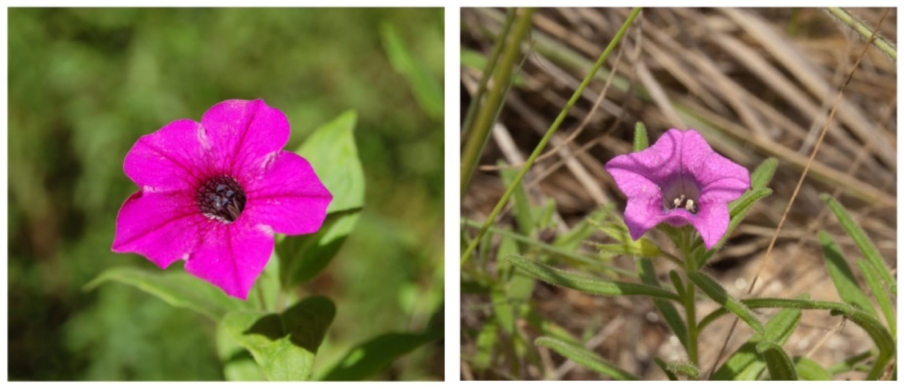 Quelle peut être la diversité des espèces rares en marge de la distribution des genres ?