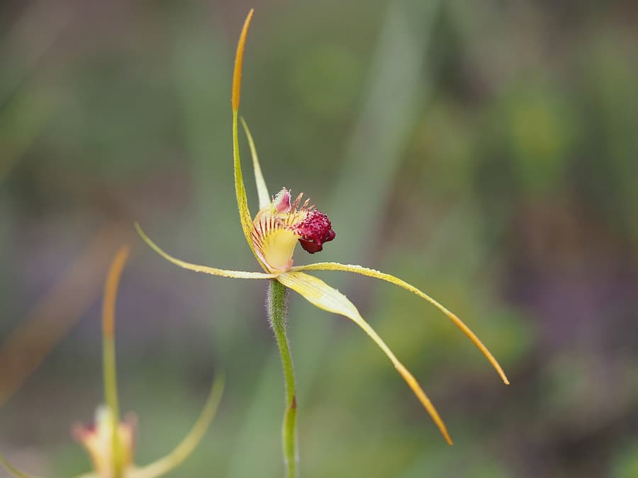 Una orquídea rara podría no necesitar un hongo raro para germinar