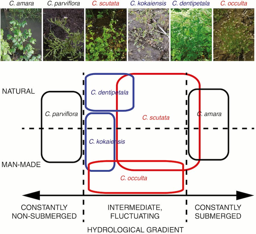 Origen y evolución del genoma de Cardamine occulta