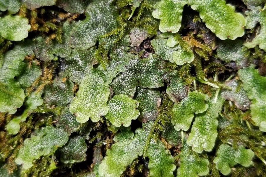 Plantas y cambio global – PPP2019