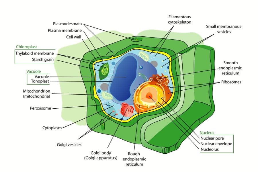 Le Ribosome peut agir comme un multi-capteur de métabolite