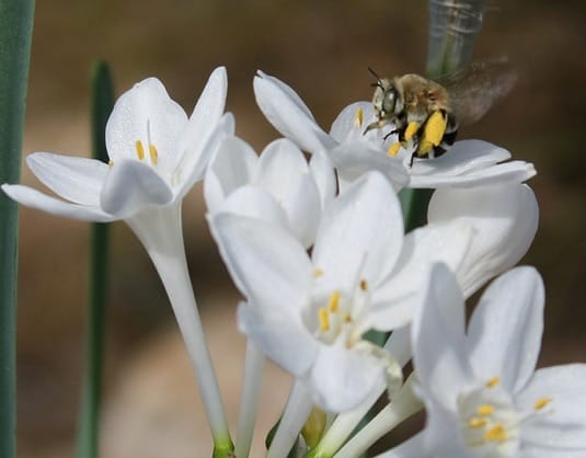 Herkogamia y dicogamia en estilo flores dimórficas de Narcissus broussonetii (Amaryllidaceae)