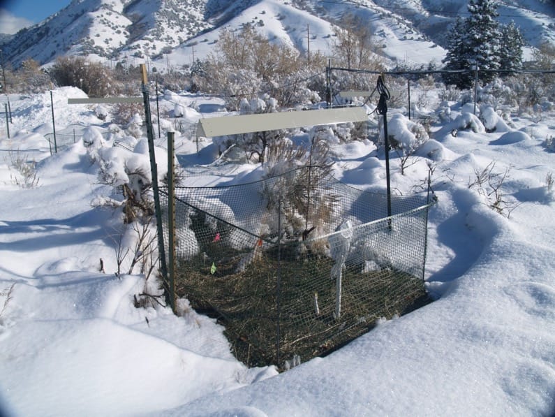 El cambio climático, el moho de la nieve y la invasión de Bromus tectorum: evidencia contradictoria de la liberación de patógenos de clima frío