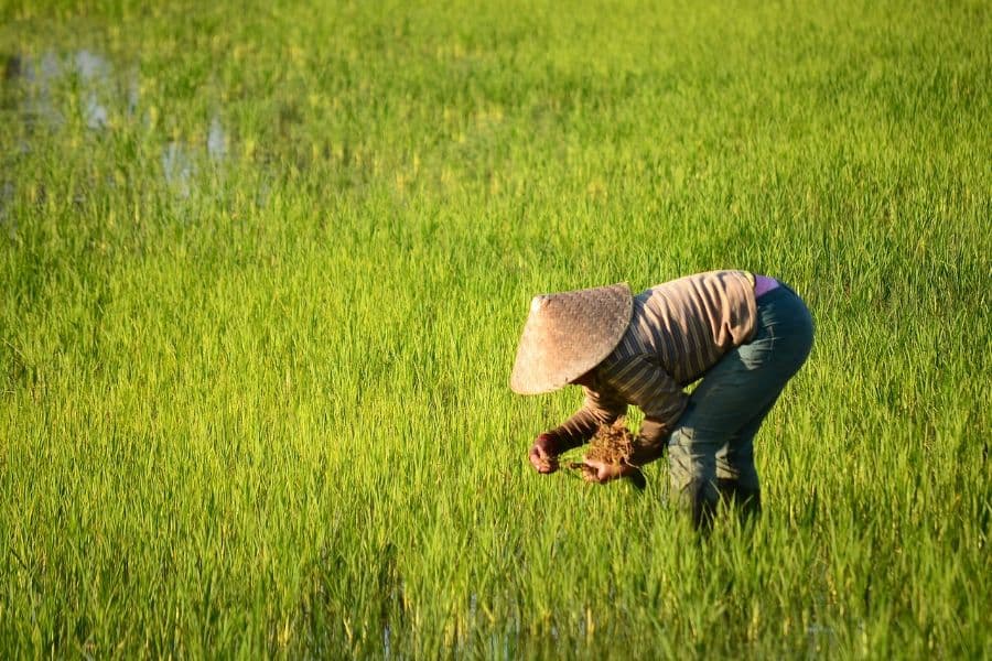 Aplicaciones de la genómica vegetal – PPP2019
