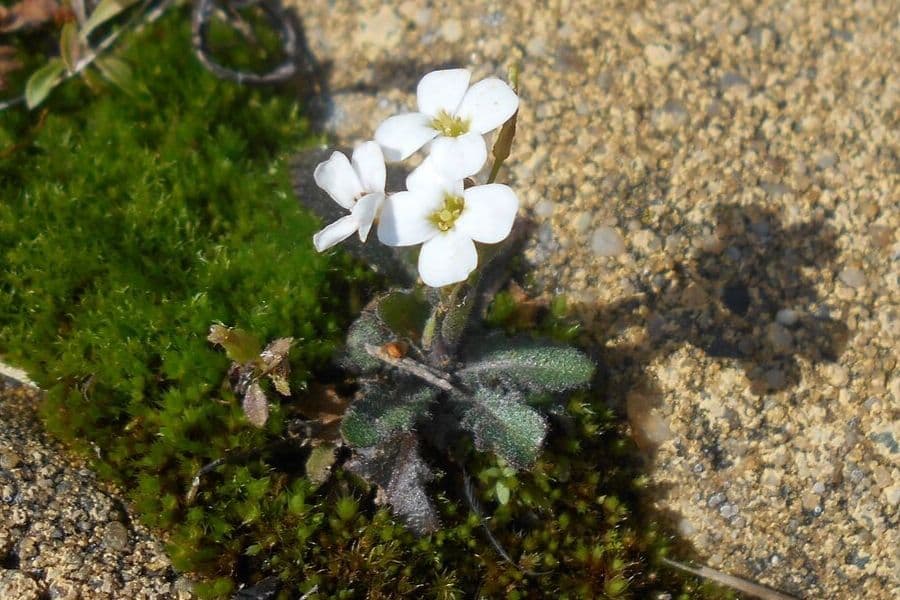 Rôle de la ploïdie dans la colonisation par Arabidopsis arenosa des habitats alpins