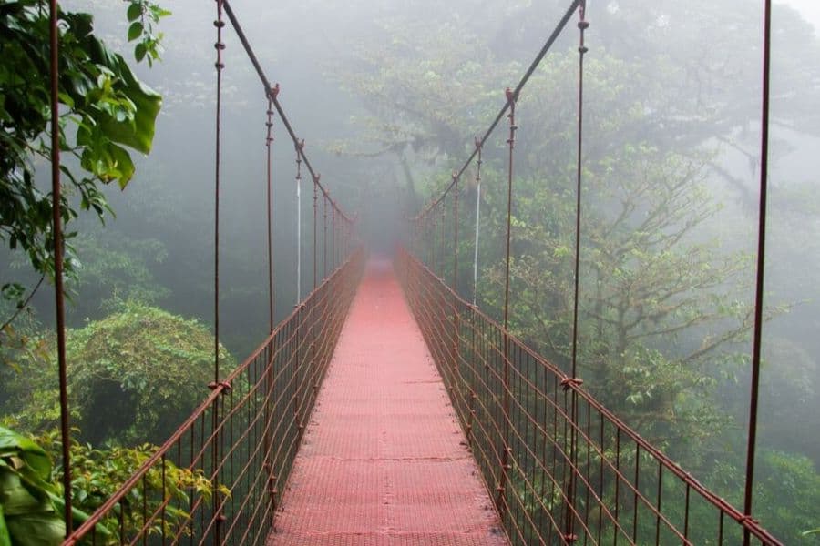 ¿Dónde crecieron las primeras flores?