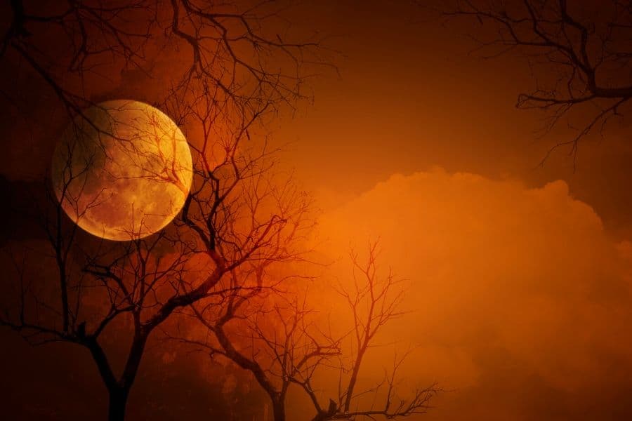 Que se passe-t-il lorsqu'une plante vampire « mord » deux victimes à la fois ?