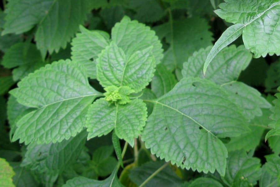 The shape of leaves may be a defence against weevil attack