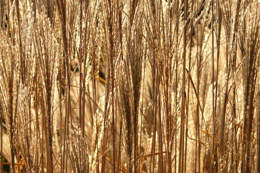 Réponse de Miscanthus aux combinaisons de salinité et de sécheresse