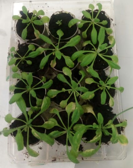 Des extraits de cultures de Pseudomonas fluorescens induisent une résistance systémique aux pathogènes biotiques chez Arabidopsis thaliana