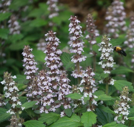 El intercambio preciso de posición de estambre y estigma resuelve el dilema de la hercogamia en una planta protándrica, Ajuga decumbens (Labiatae)