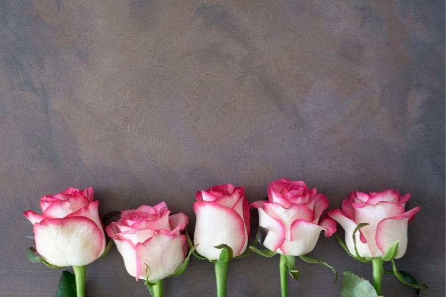 La mejor manera de hacer crecer tallos de rosas fuertes y verticales es doblarlos