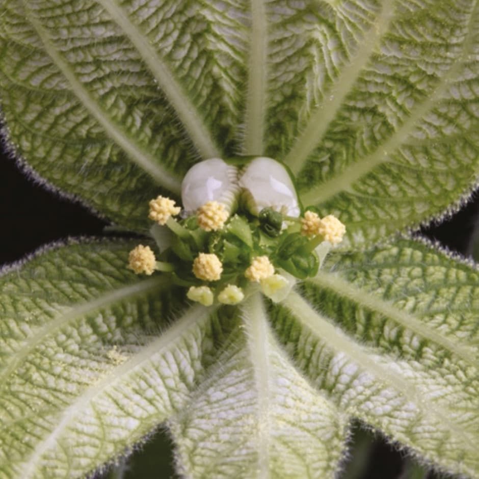 Les fleurs évoluent pour équilibrer les risques et les avantages de l'autopollinisation